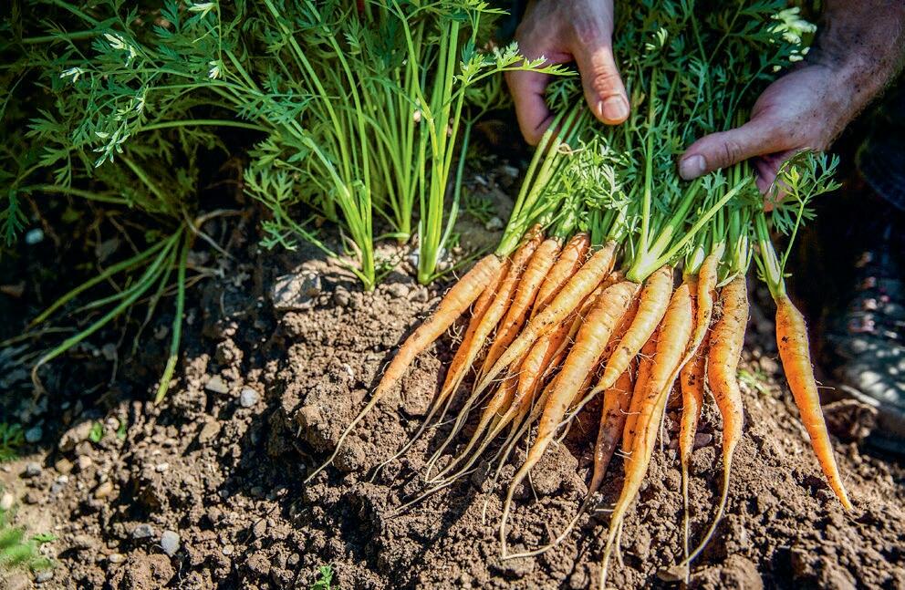 La qualit&#xE9; commence dans la culture : les agriculteurs suisses sont &#xE0; la base d&#x2019;une production de denr&#xE9;es alimentaires s&#xFB;res...