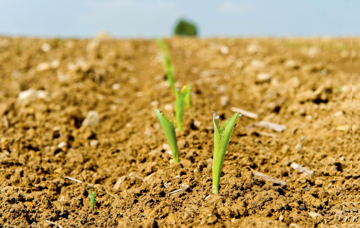 Le ma&#xEF;s a besoin d&#x2019;un sol qui affiche une bonne structure. Un approvisionnement suffisant en chaux contribue &#xE0; la stabilit&#xE9; du sol...