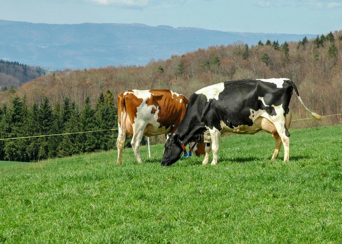 Im Verlauf des Februars wird das Modul Wiesen- und 
Auslaufjournal über Barto verfügbar sein. 