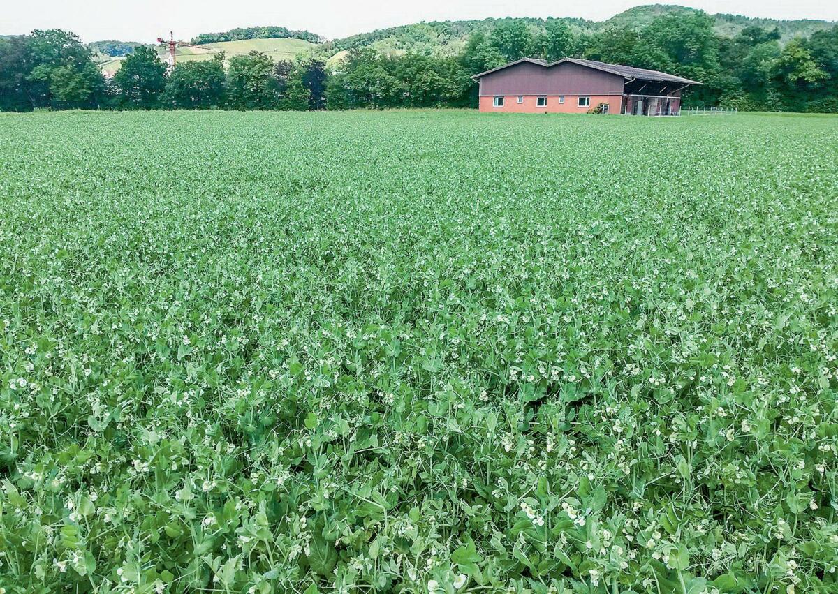 La culture de pois pr&#xE9;sente des avantages agronomiques.