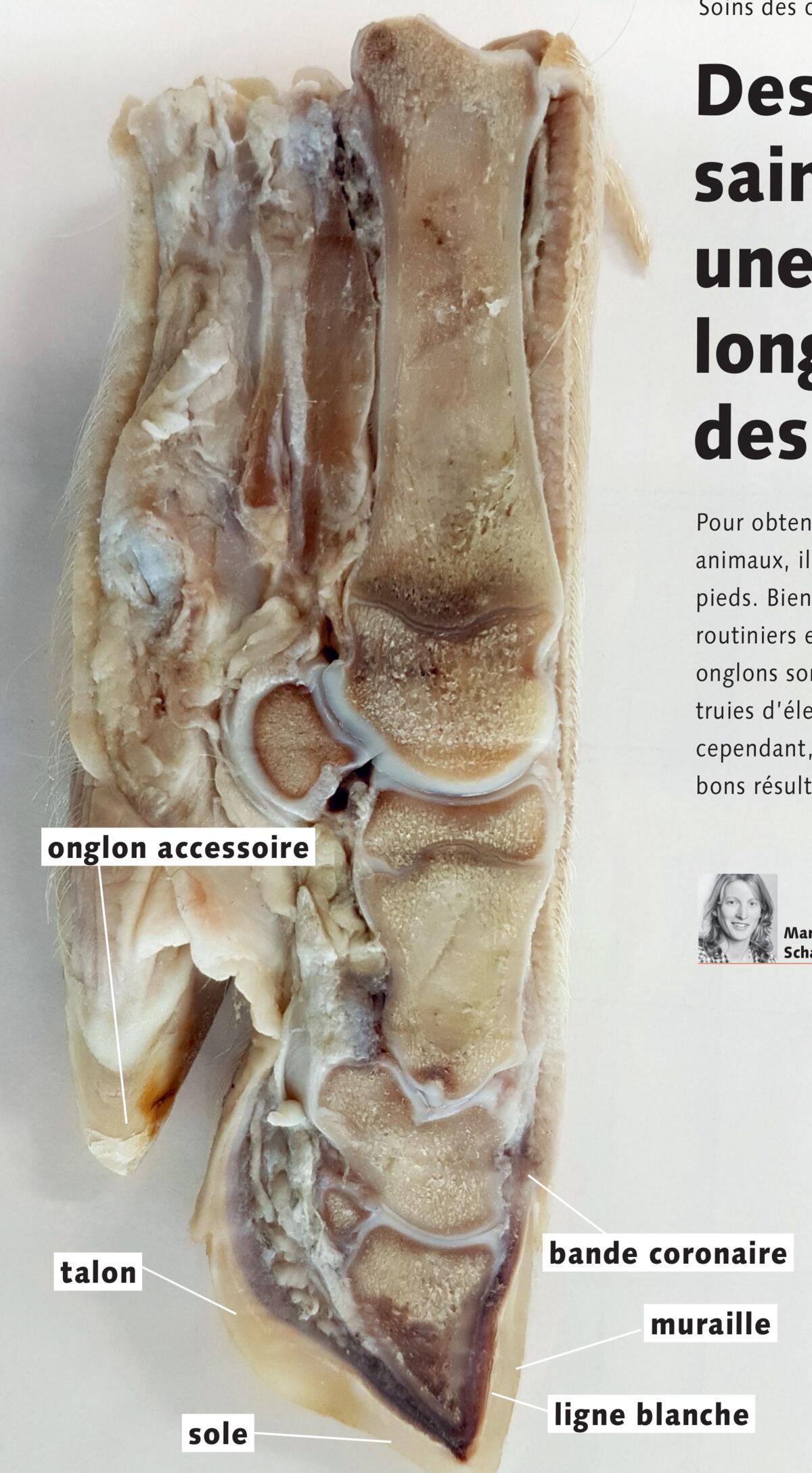 Des onglons sains pour une bonne longévité des truies