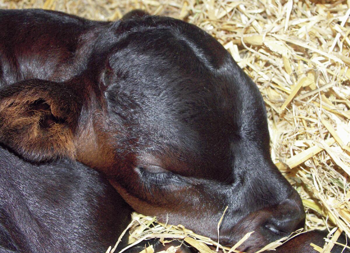 Trois quarts environ des veaux concern&#xE9;s meurent dans l&#x2019;heure qui suit la naissance, 10% sont mort-n&#xE9;s et les animaux restants meurent...