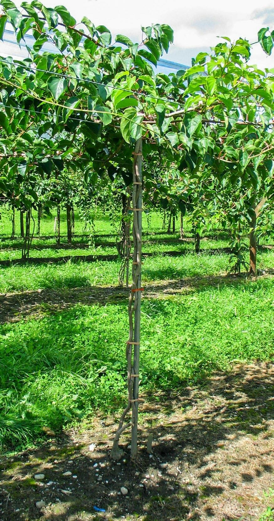 Solidarité autour du petit fruit exotique