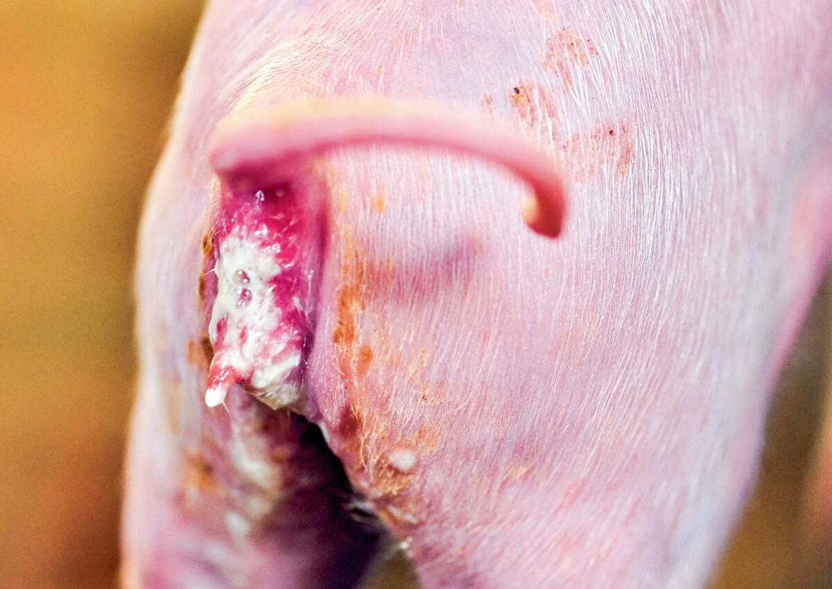 Durchf&#xE4;lle in den ersten Lebenstagen sind oft mit hohen
Sterberaten verbunden.