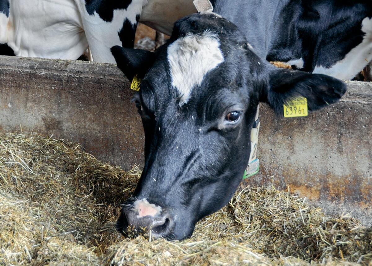 Les vaches haute performance atteignent des dur&#xE9;es&#xA0;


d&#x2019;utilisation &#xE9;lev&#xE9;es.&#xA0;