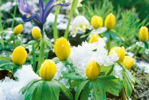 Des petites fleurs courageuses : les hell&#xE9;bores et iris nains fleurissent,&#xA0;


qu&#x2019;il neige ou qu&#x2019;il g&#xE8;le.&#xA0;