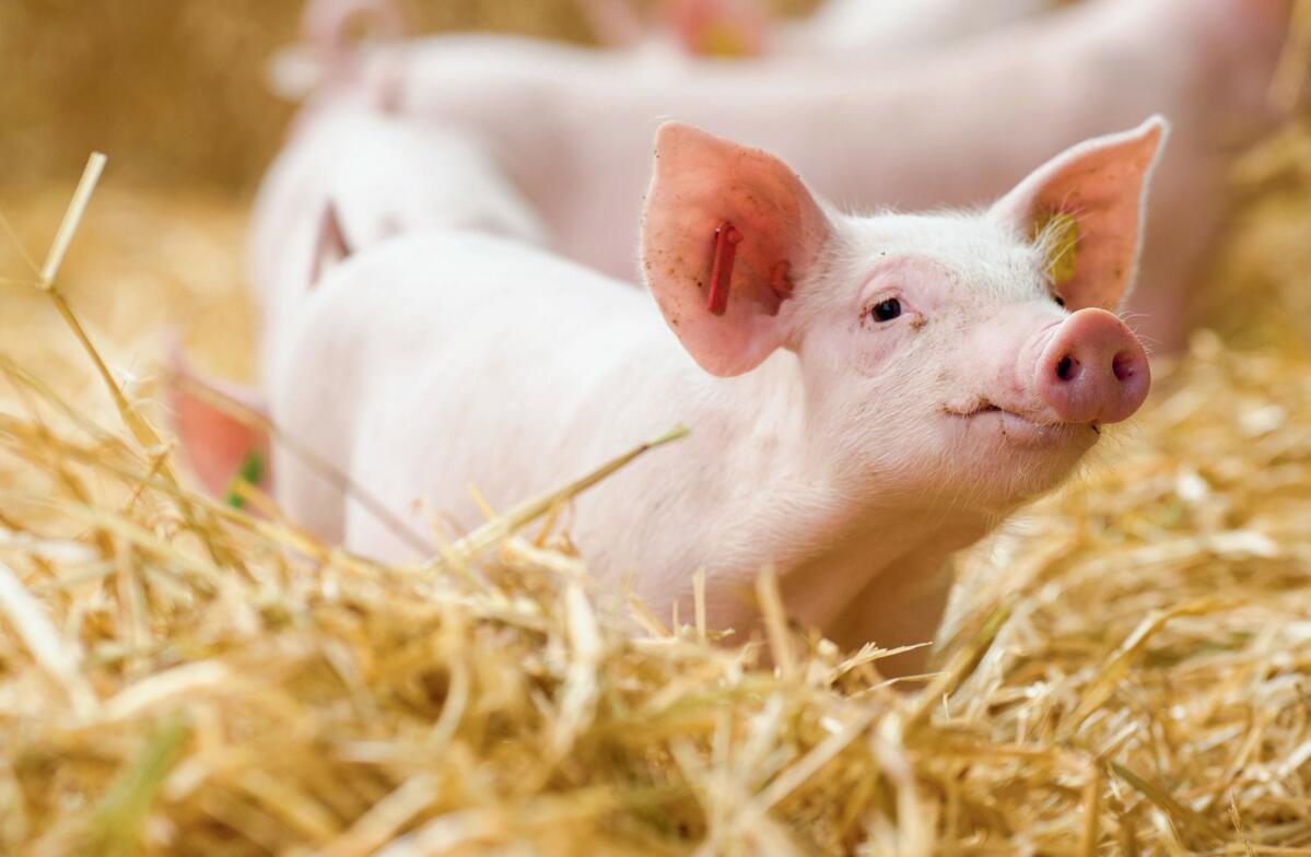 Les éleveurs de SuisSano reçoivent un bonus de 1 franc par porcelet sevré.