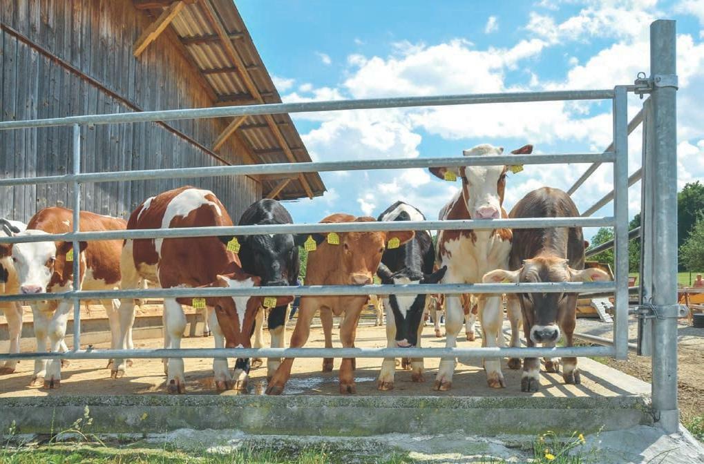 Le projet a permis de réduire l’utilisation d’antibiotiques de plus de la moitié.