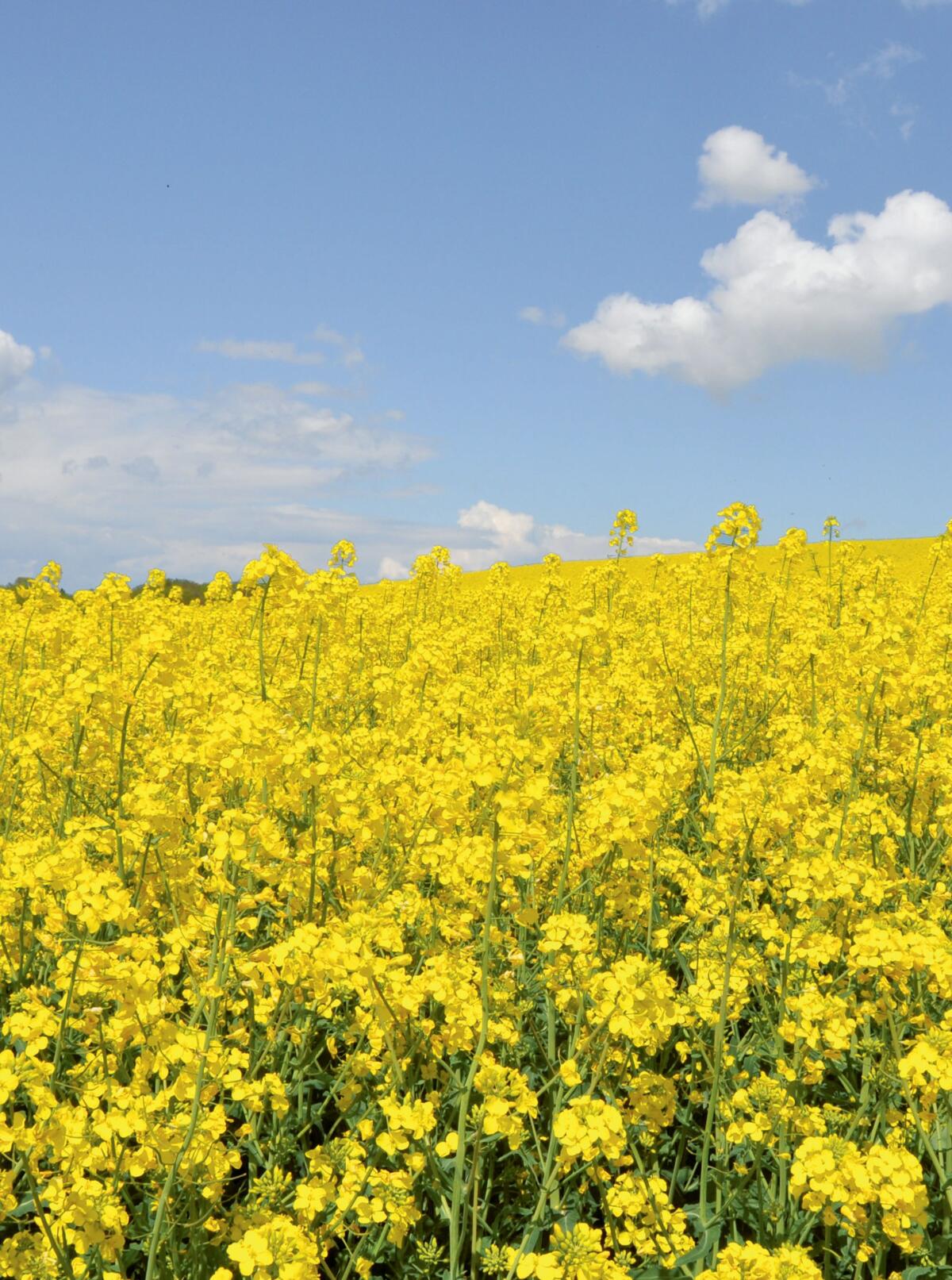 L'utilisation exclusive d'huile de colza suisse pour la production de chips Zweifel AG augmente nettement le potentiel de vente du colza HOLL.