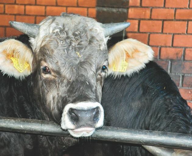 UFA Toro Support soutient les engraisseurs de gros b&#xE9;tail pour toutes les questions li&#xE9;es &#xE0; l&#x2019;engraissement.