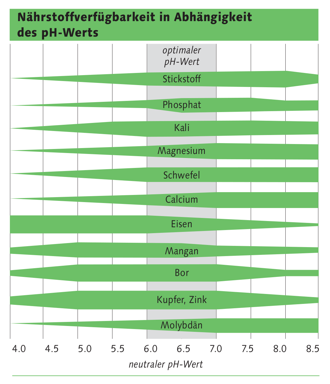 Kalk verbessert die Bodenstruktur von Mais