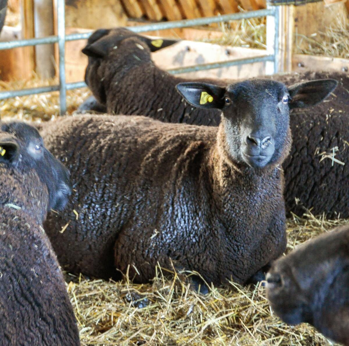 Pendant la p&#xE9;riode d&#x2019;affouragement hivernal, les animaux devraient aussi &#xEA;tre exempts de parasites.