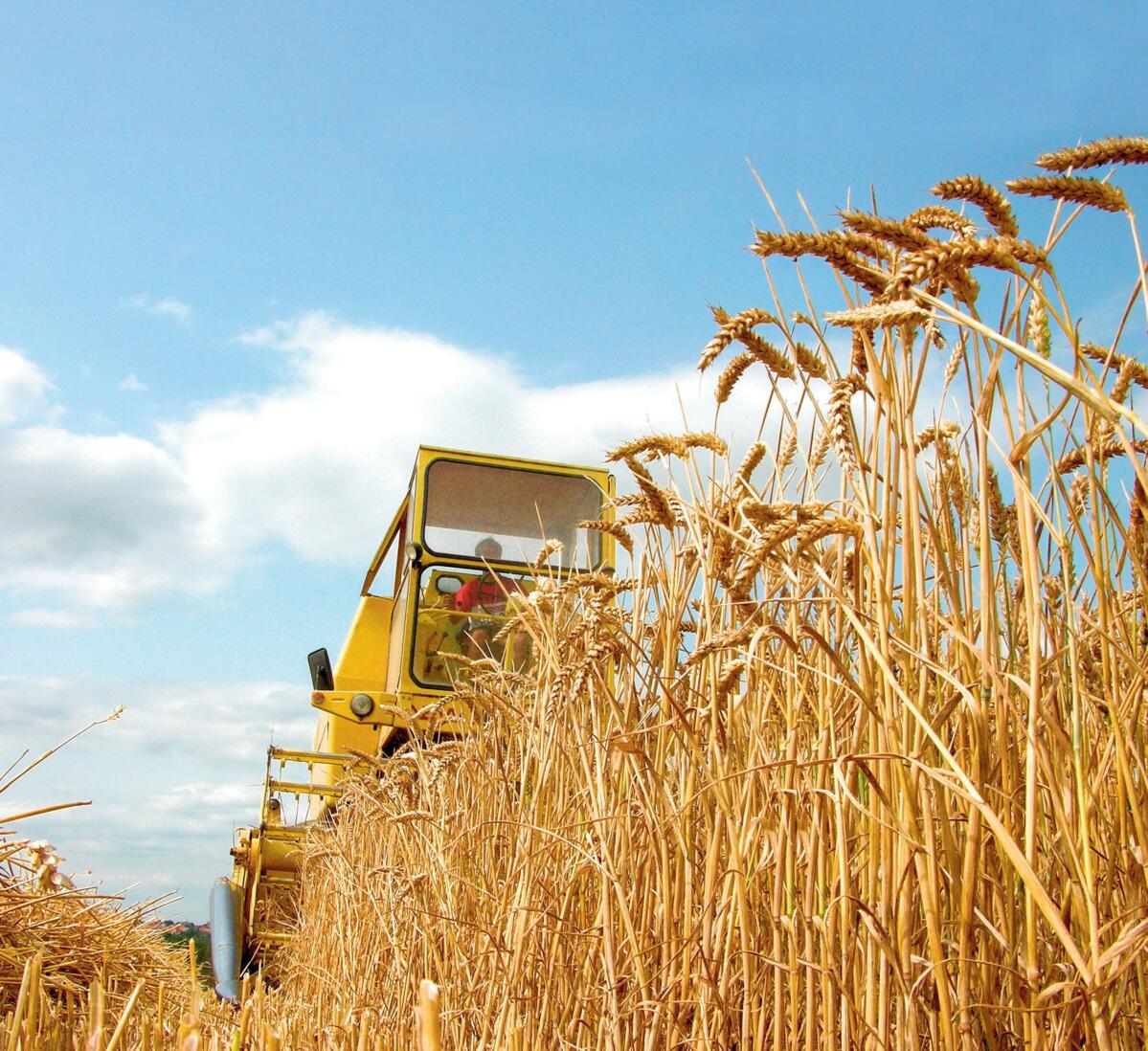 Au final, les suppl&#xE9;ments sp&#xE9;cifiques pour les vari&#xE9;t&#xE9;s riches en prot&#xE9;ine peuvent compenser leur rendement inf&#xE9;rieur.