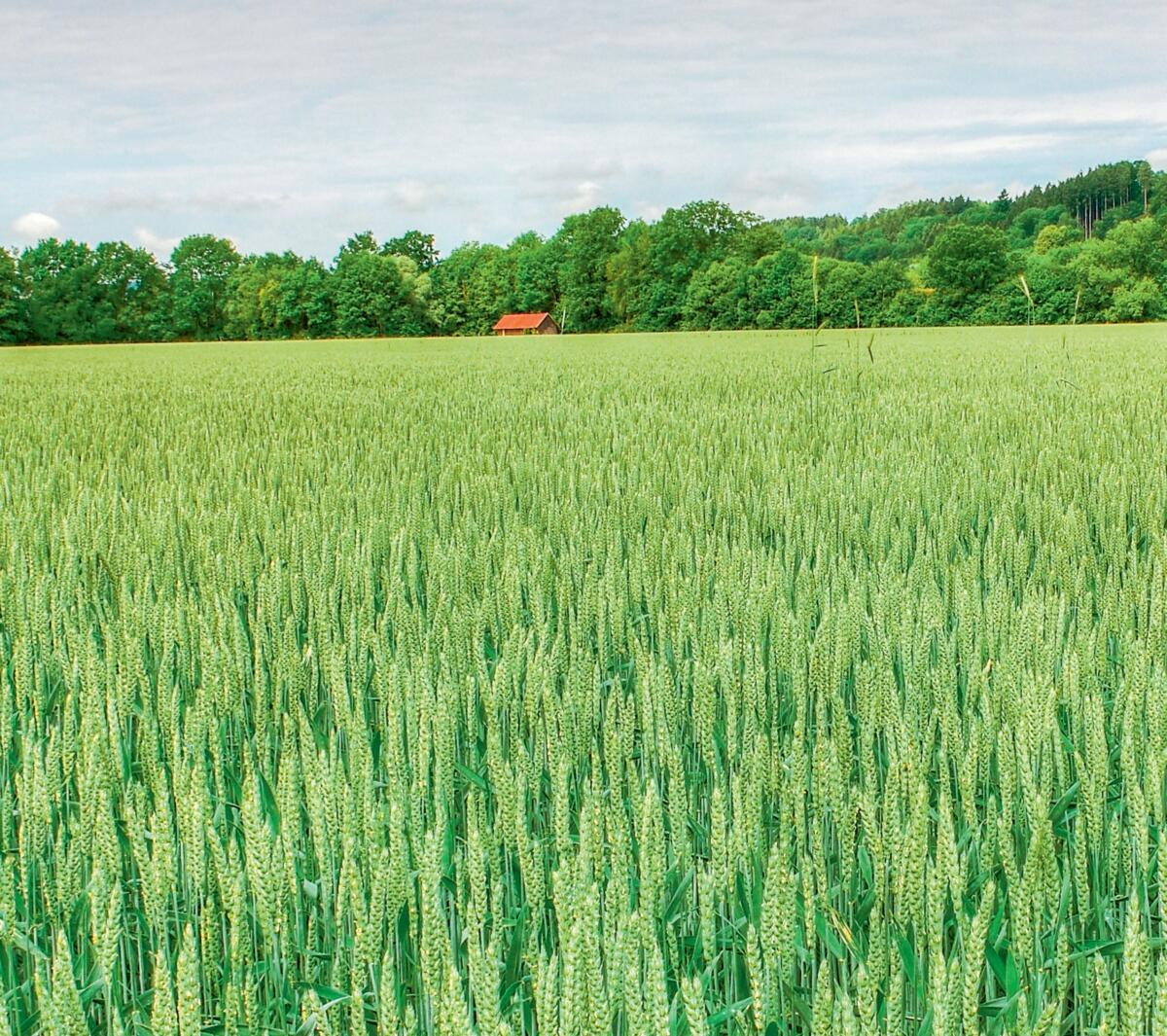 Das regnerische Wetter zur Bl&#xFC;tezeit reduzierte die Ertr&#xE4;ge von
Brotgetreide.&#xA0;