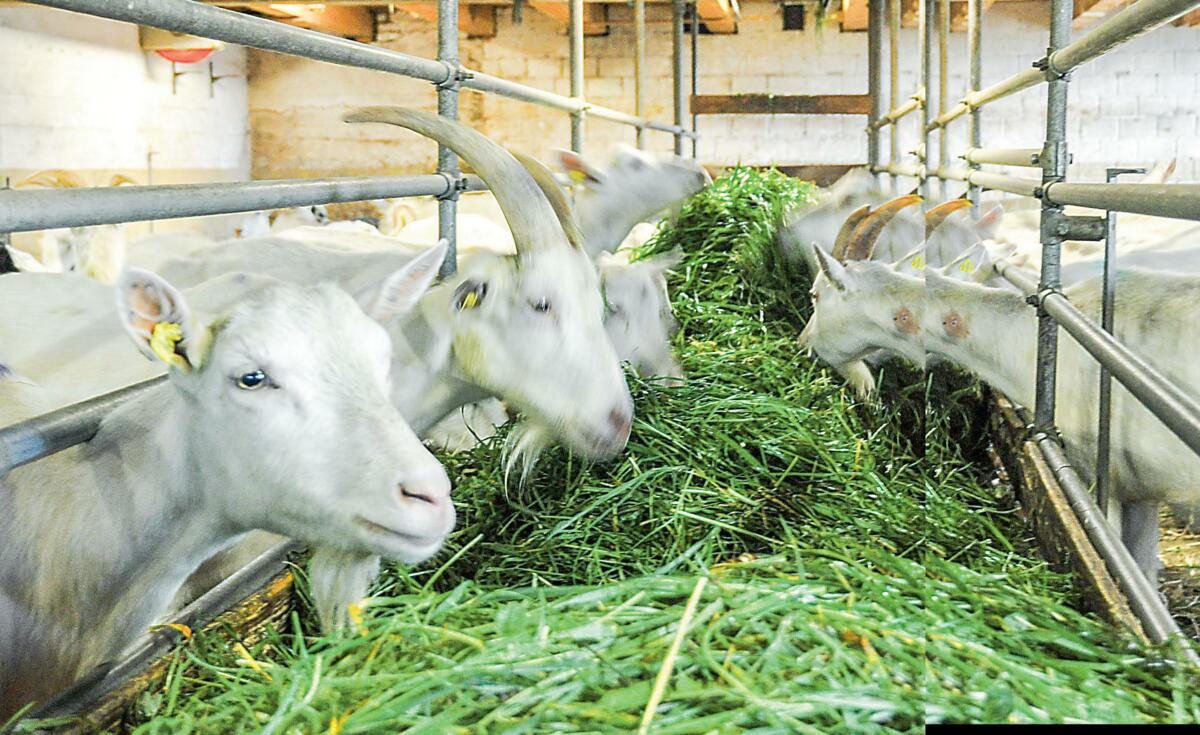 Les chèvres sélectionnant le fourrage, il faut tabler sur environ 20% de restes à la crèche.