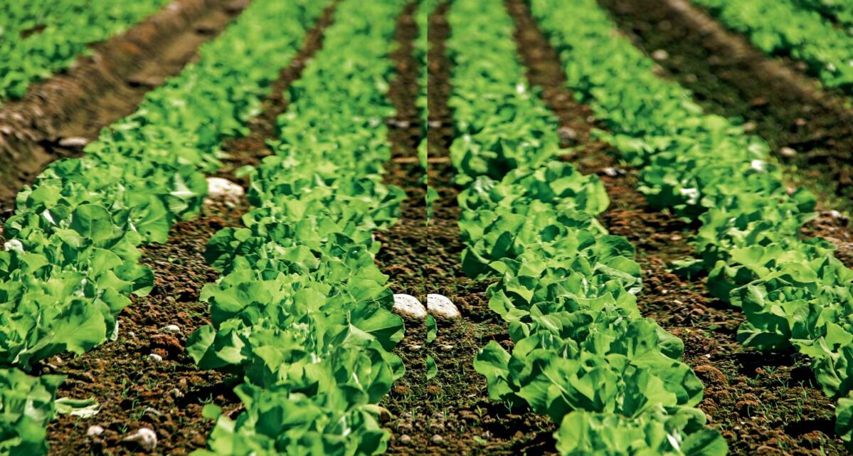 Seeland langfristig stärken