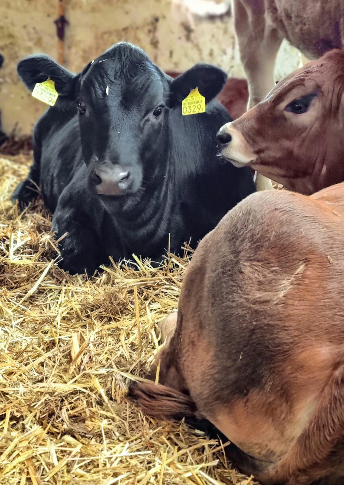 Mettre pr&#xE9;alablement les veaux en quarantaine en vue d&#x2019;une mise continue en &#xE9;table pr&#xE9;sente de nombreux avantages.