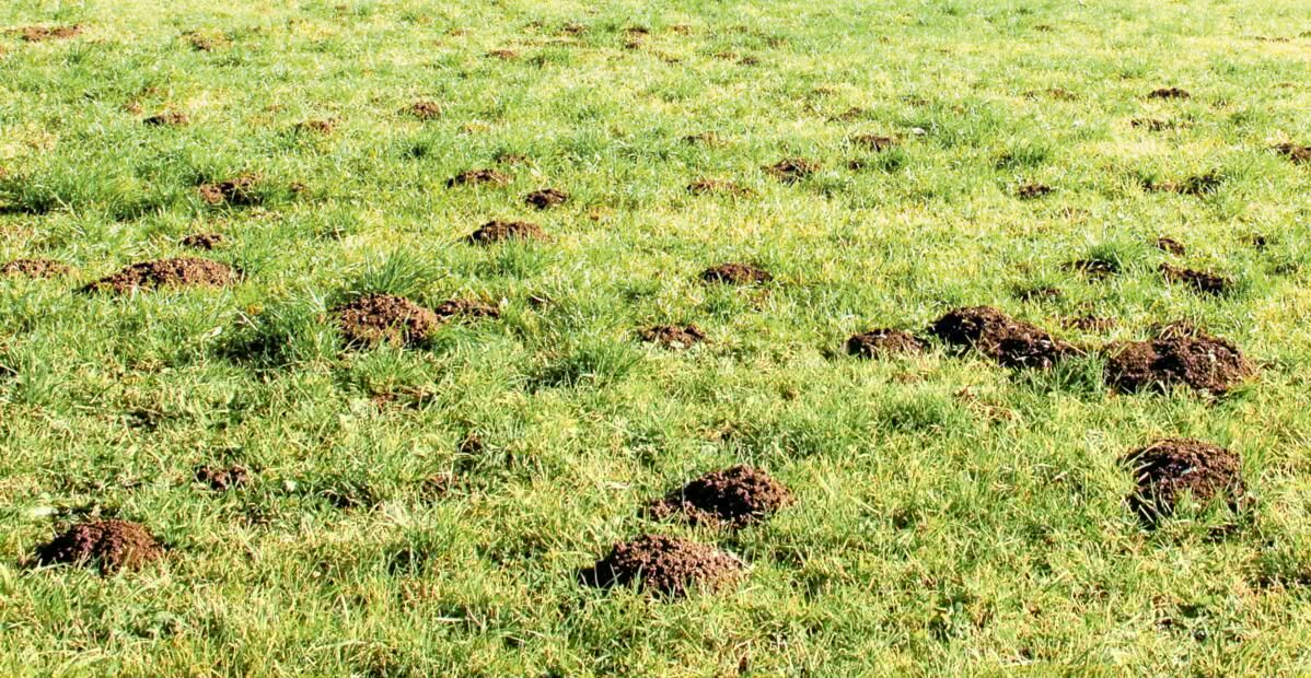 Prairie aux Bayards Bas, le 31 octobre 2016. Le seuil de nuisibilit&#xE9; est d&#xE9;pass&#xE9;: trop tard pour pi&#xE9;ger ou gazer.&#xA0;
