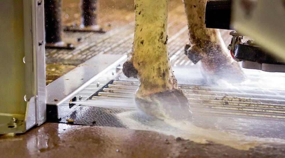 Von den Besten die Schönsten