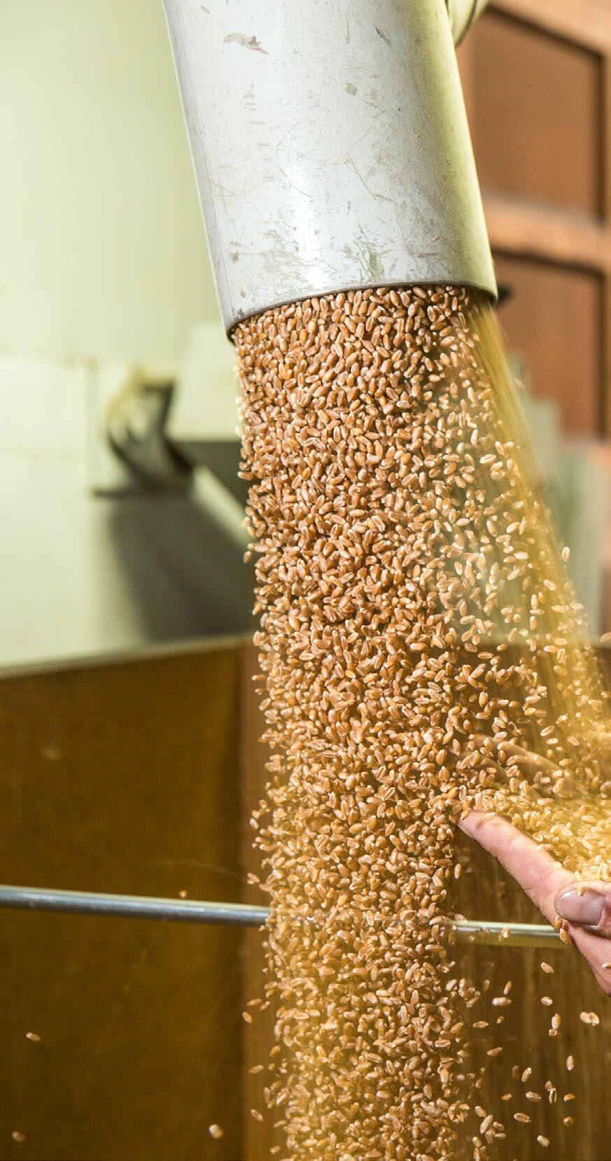 Ökologische Saatgutbehandlung bei Getreide