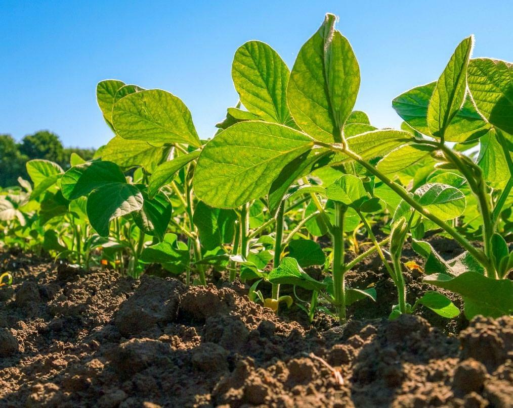 Künftig werden die Anbauflächen für Bio-Futtersojabohnen
deutlich zunehmen.