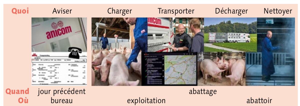 Lorsque tout est bien pr&#xE9;par&#xE9;, le transport d&#x2019;animaux s&#x2019;effectue g&#xE9;n&#xE9;ralement sans probl&#xE8;me.