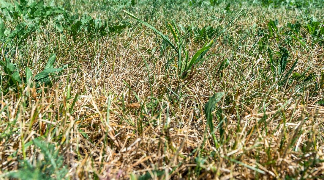 Um solche Bilder zu vermeiden, ist eine gut ausgebildete Bodenstruktur die beste Prävention. 