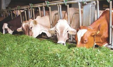 Les exploitations HFCplus ont produit des quantit&#xE9;s de denr&#xE9;es alimentaires, notamment de lait, sup&#xE9;rieures &#xE0; la moyenne. Les exploi...