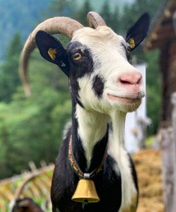 Wenn der Bauer lacht, freut sich die Ziege