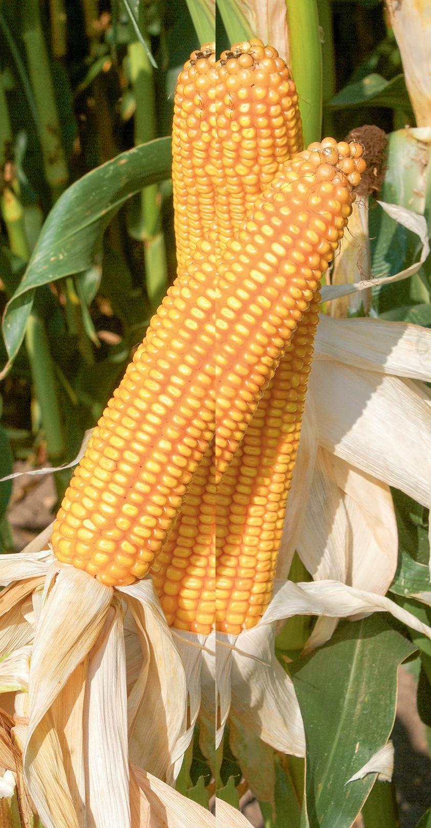 Le potentiel d’augmentation des surfaces de maïs grain existe.