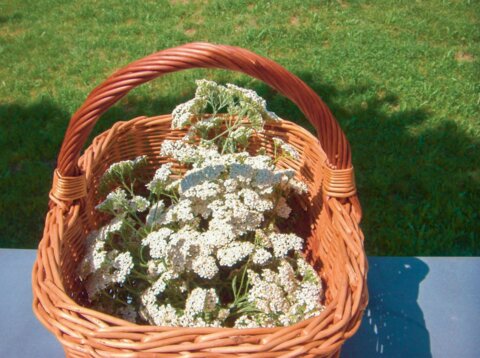 5543135_image_5_75.jpg