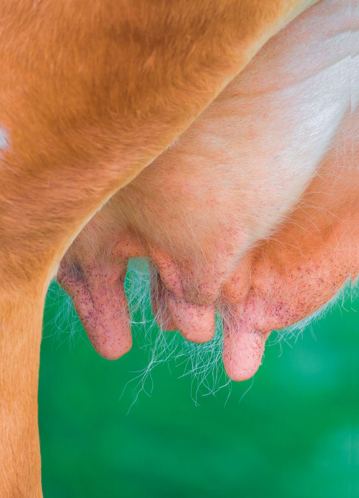 Trockenstellen nach der Revision der Tierarzneimittelverordnung