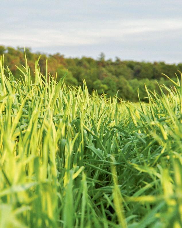 Bei Weizen ist die Arbeitsverwertung rund doppelt so hoch wie
bei Futtergetreide. 
