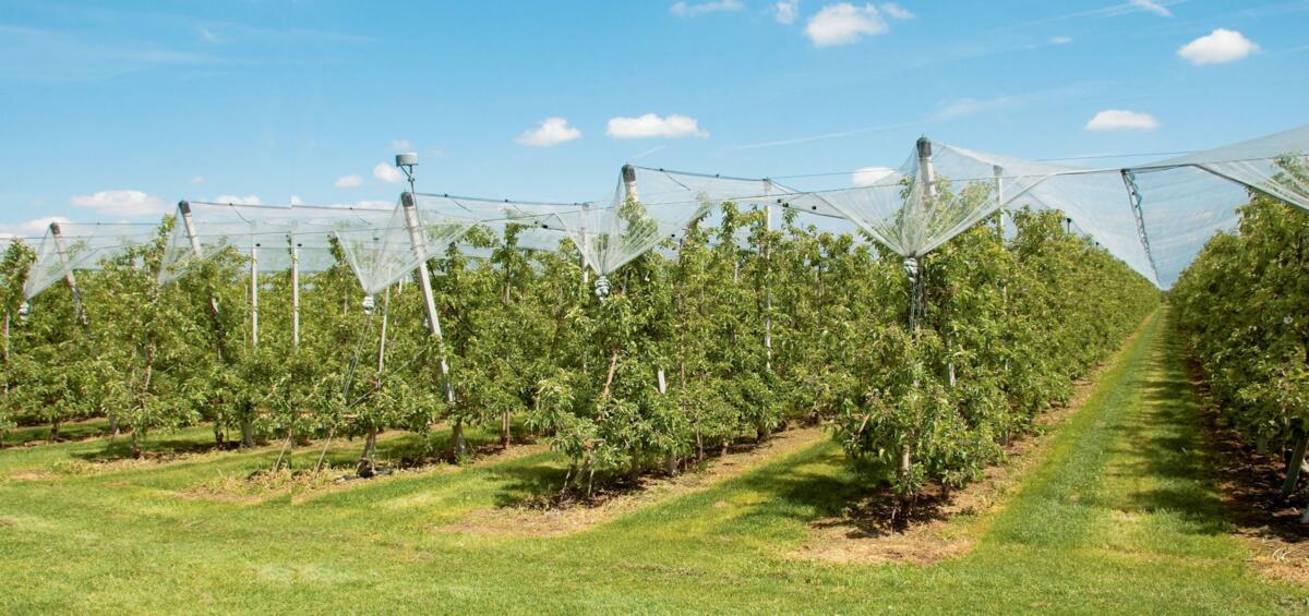 Plantation arboricole moderne.