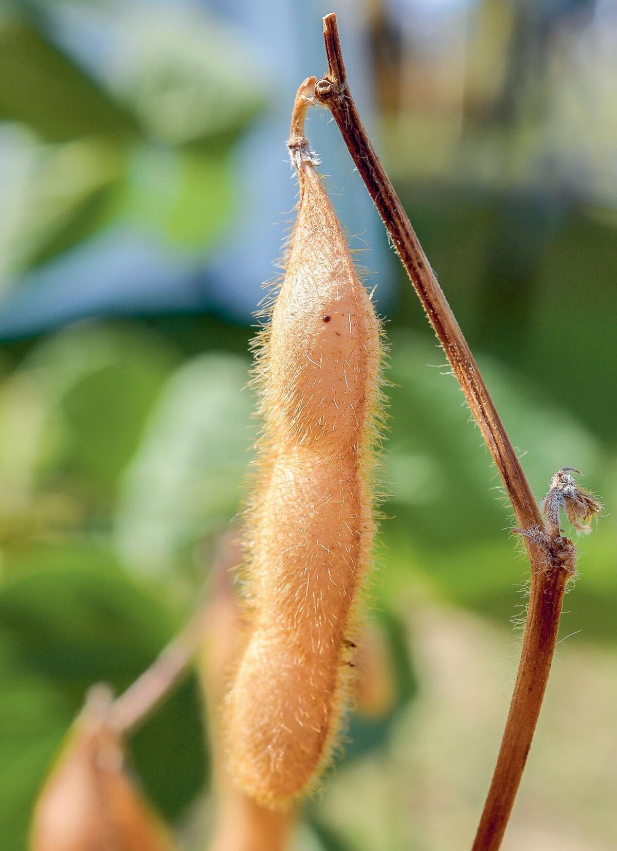Dans la culture du soja, la lutte contre les adventices est un &#xE9;l&#xE9;ment cl&#xE9; de la r&#xE9;ussite.