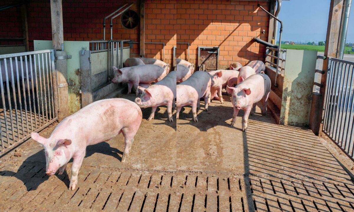 Plus de 60 % des porcs &#xE0; l&#x2019;engrais suisses ont acc&#xE8;s &#xE0; une aire ext&#xE9;rieure.
