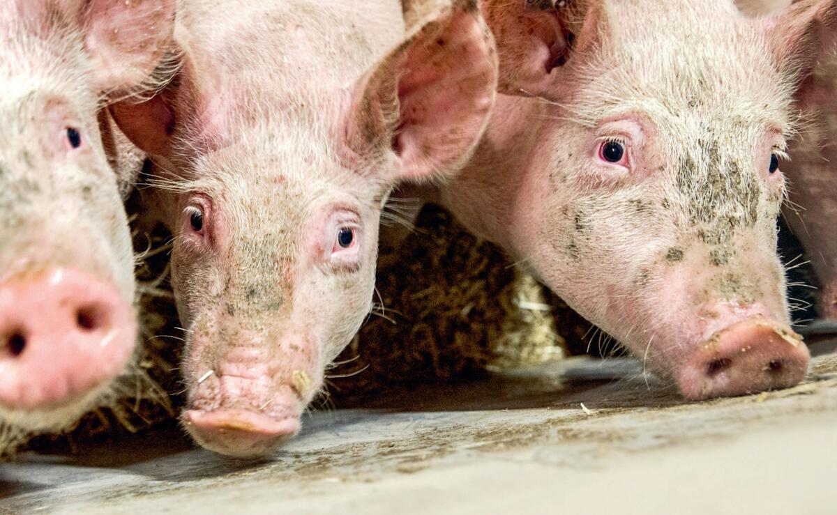 En production porcine, on rencontre de grandes différences de coûts et de performances entre les 
exploitations.