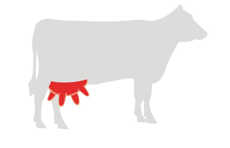 Quand les germes s’invitent