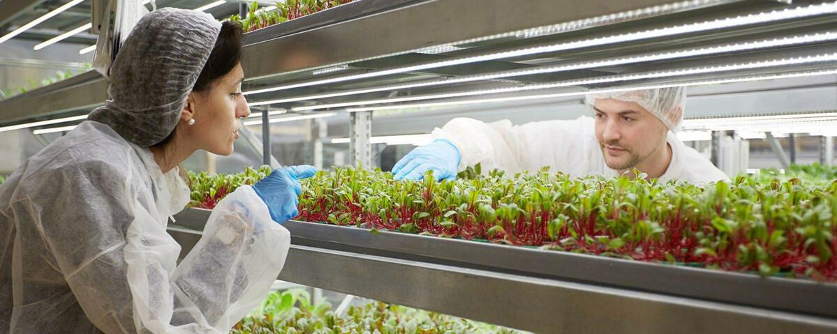 Lohnt sich Vertical Farming für die Schweizer Bauern? Die Pilotanlage in Adliswil wird diese Frage beantworten.