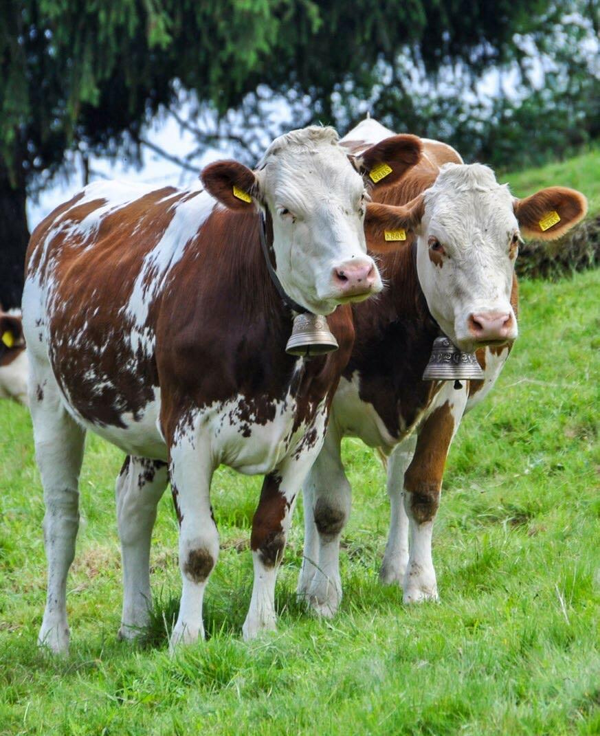 Pour donner naissance &#xE0; des veaux en bonne sant&#xE9;, les vaches devraient recevoir du s&#xE9;l&#xE9;nium lorsqu&#x2019;elles sont encore des g&#x...