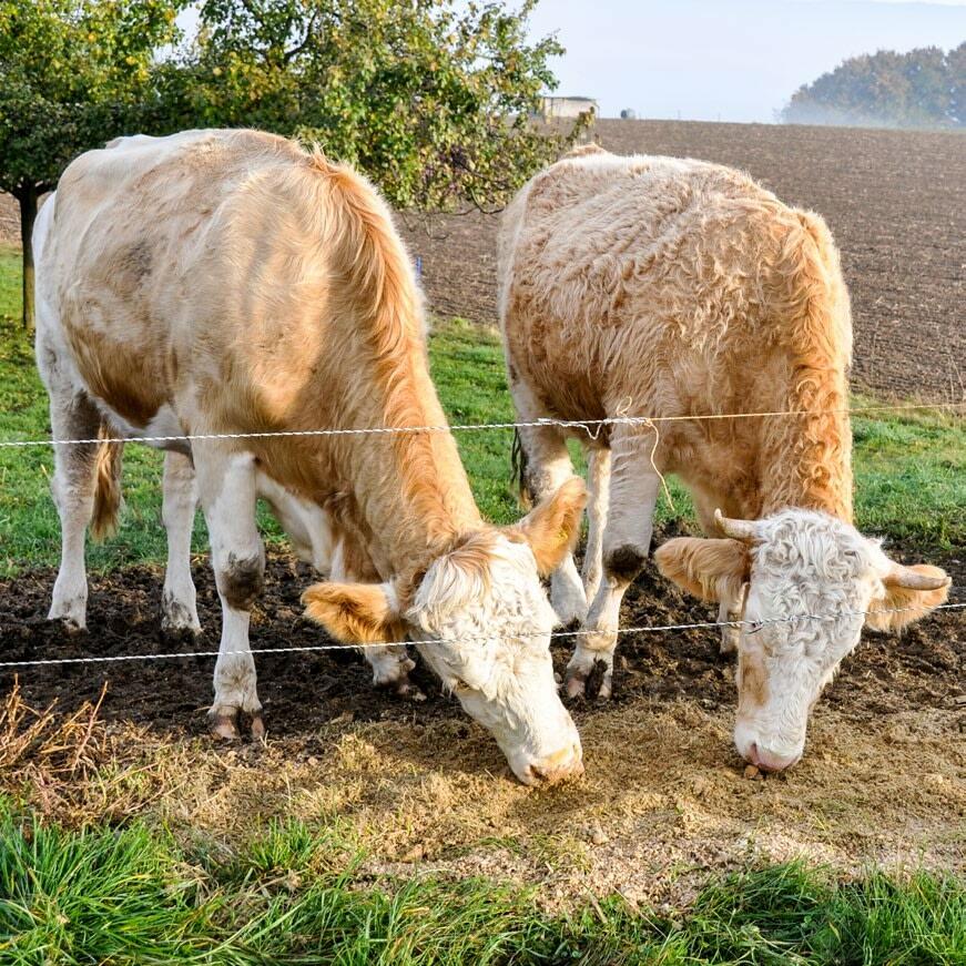 Les analyses d&#x2019;Agroscope montrent que les exploitations pratiquant l&#x2019;engraissement avec sorties en plein air (SST et/ou SRPA) gagnent en m...