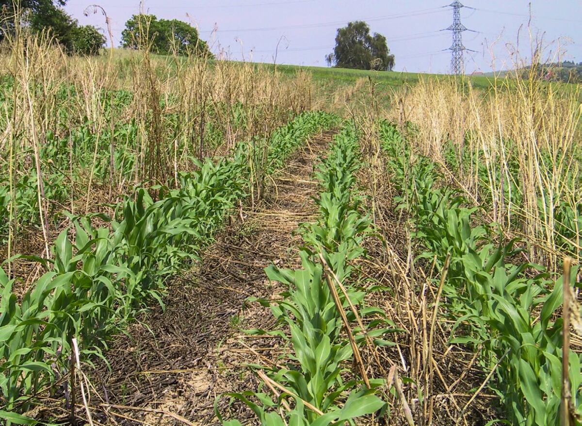 Was ist Konservierende Landwirtschaft?