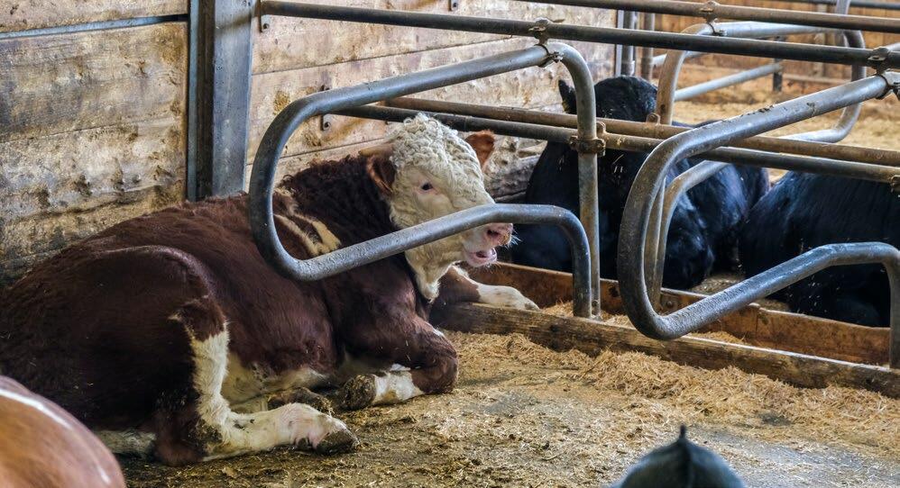 Les animaux &#xE9;lev&#xE9;s dans des &#xE9;tables &#xE0; logettes disposent d&#x2019;une meilleure couverture de graisse que ceux qui sont &#xE9;lev&#x...