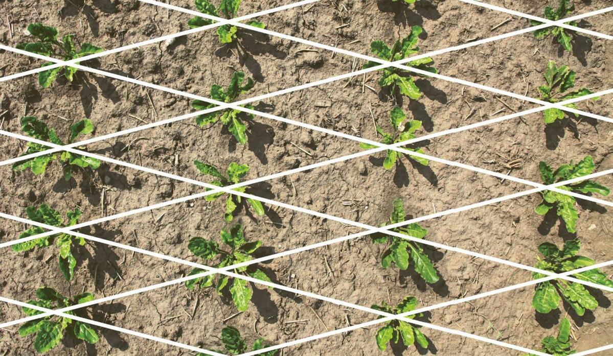 Dans le semis en quinconce, les plantes entre elles forment une srtucture «en diamant».