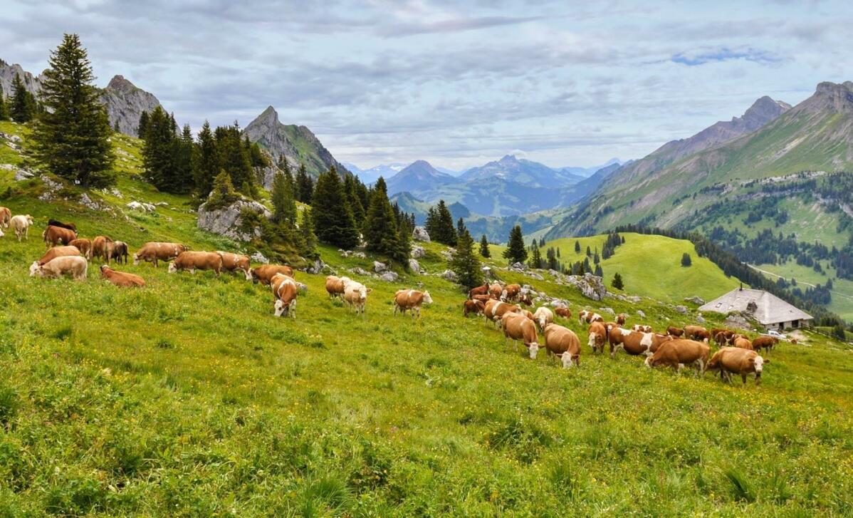 Blick auf das Pays d’Enhaut. In dieser waadt länder Region läuft zurzeit ein PRE. Daran beteiligt sind neben der Alp- und Landwirtschaf...