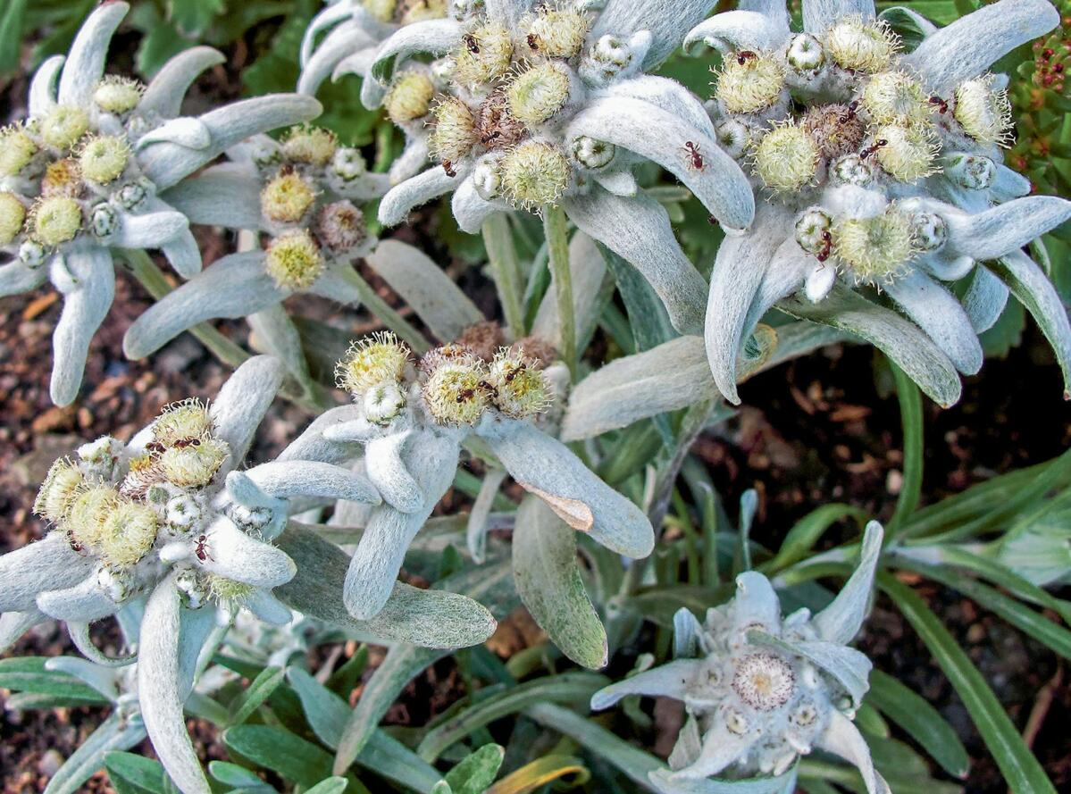 Ces fleurs, symboles des montagnes, descendent dans la vall&#xE9;e: l&#x2019;edelweiss pousse aussi &#xE0; un emplacement ensoleill&#xE9; du jardin&#xA0...