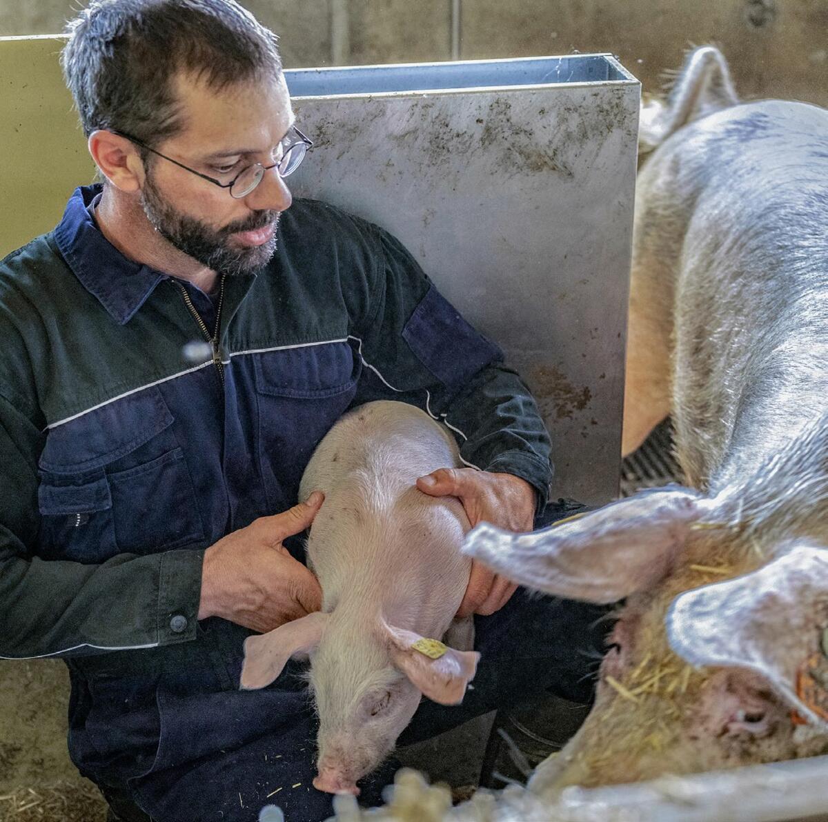 Ohne Andr&#xE9; St&#xF6;ckli geraten nicht nur seine Sauen auf seinem Betrieb aus dem Takt. Dass er gem&#xE4;ss Analysetool das gr&#xF6;sste Betriebsris...