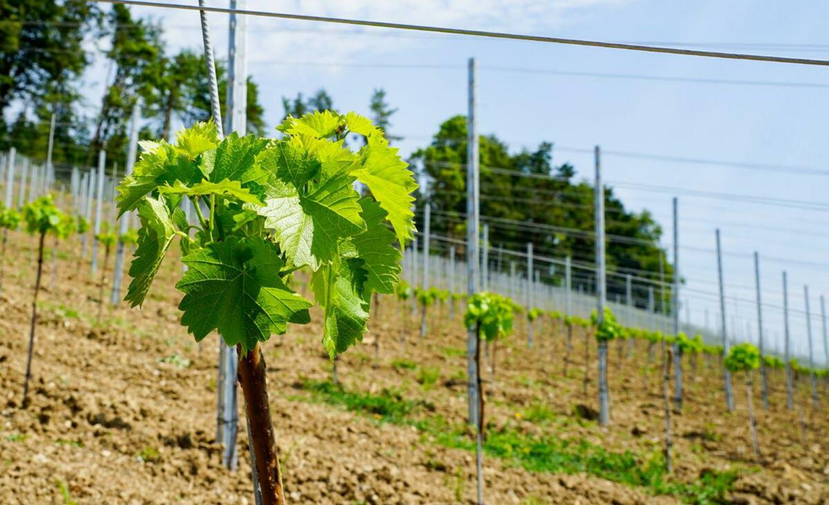 La viticulture du futur : le cépage muscaris à la conquête de la Suisse orientale