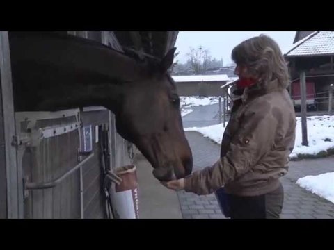 Hypona-Sensitive: Problemlöser in der glutenfreien Pferdefütterung