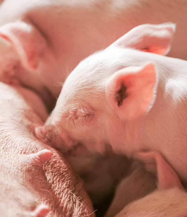 Les porcelets ont besoin d&#x2019;une quantit&#xE9; suffisante de colostrum de haute qualit&#xE9; dans les premi&#xE8;res heures de leur vie pour un bon...